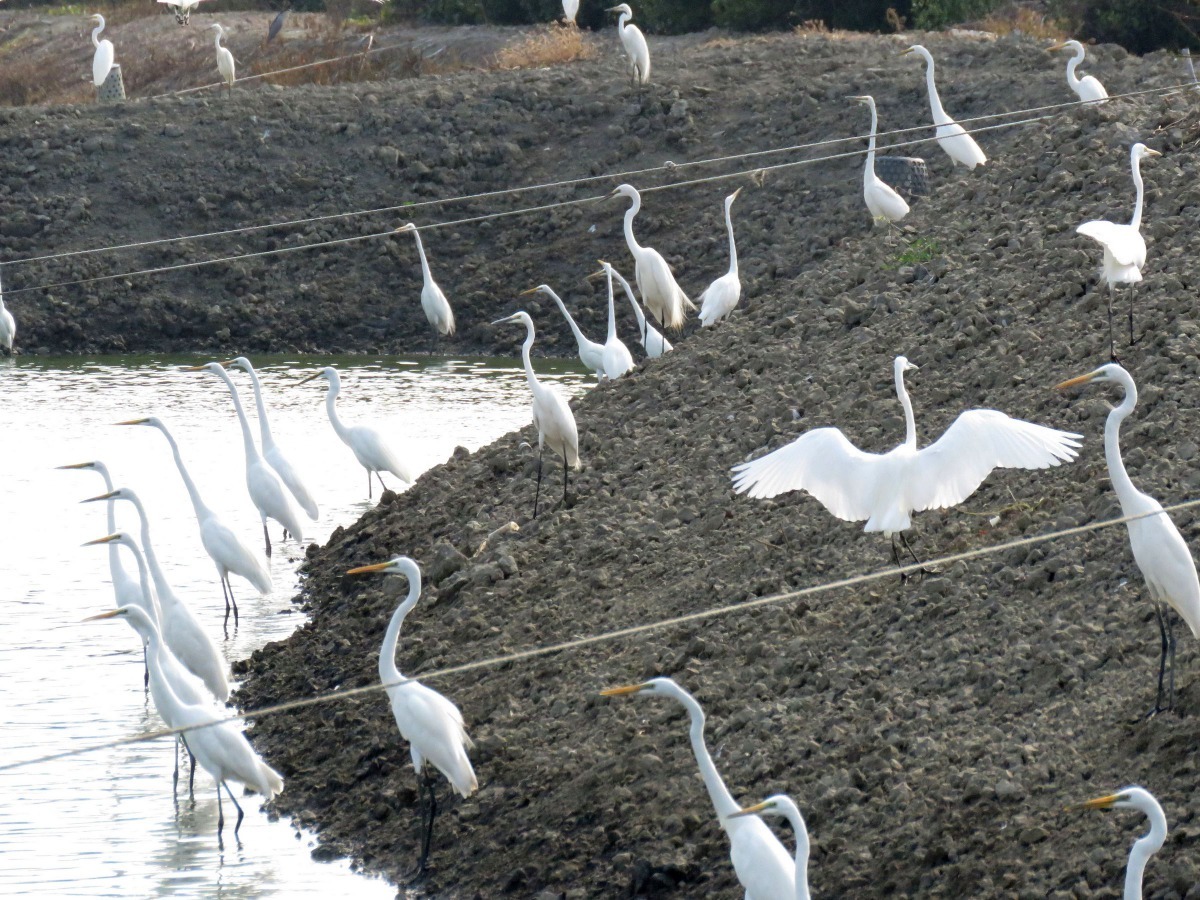 魚塭殘留許多魚蝦貝類，吸引大群野鳥覓食。高維奇／攝