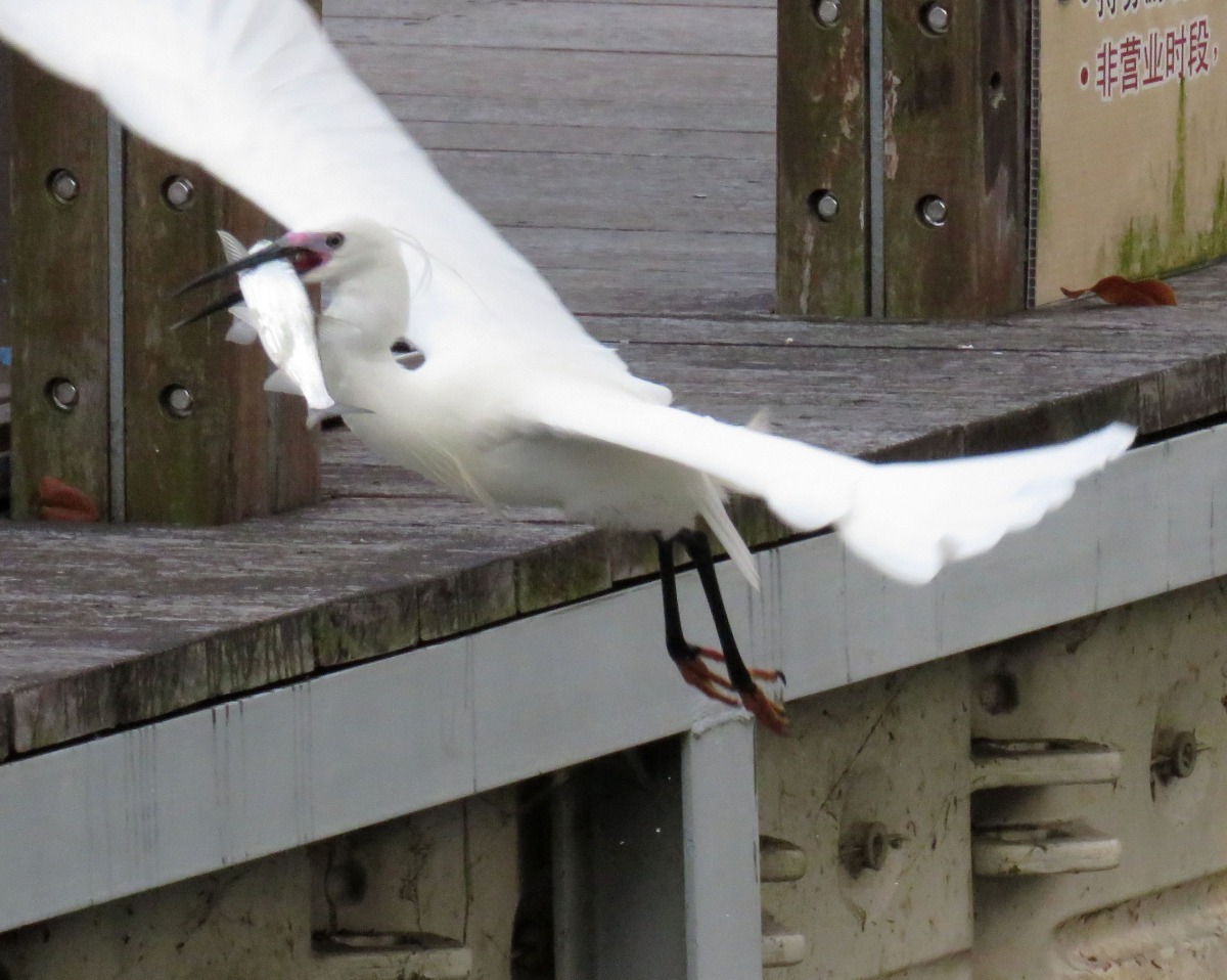 養殖漁業造就濕地生態環境，吸引大批水鳥在沿海濕地覓食。高維奇／攝