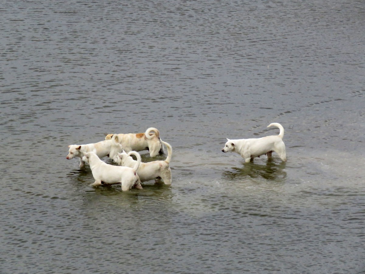 成群的流浪狗侵入魚塭涉水要抓魚。