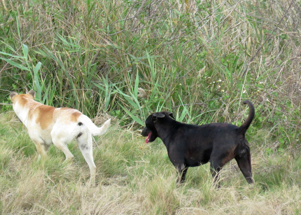 魚塭養狗,可以驅趕入侵的流浪狗。高維奇/攝
