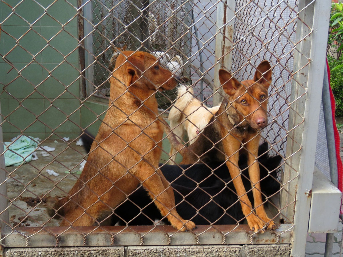 親人不親狗較符合魚塭及畜牧場工作犬的需求。高維奇/攝