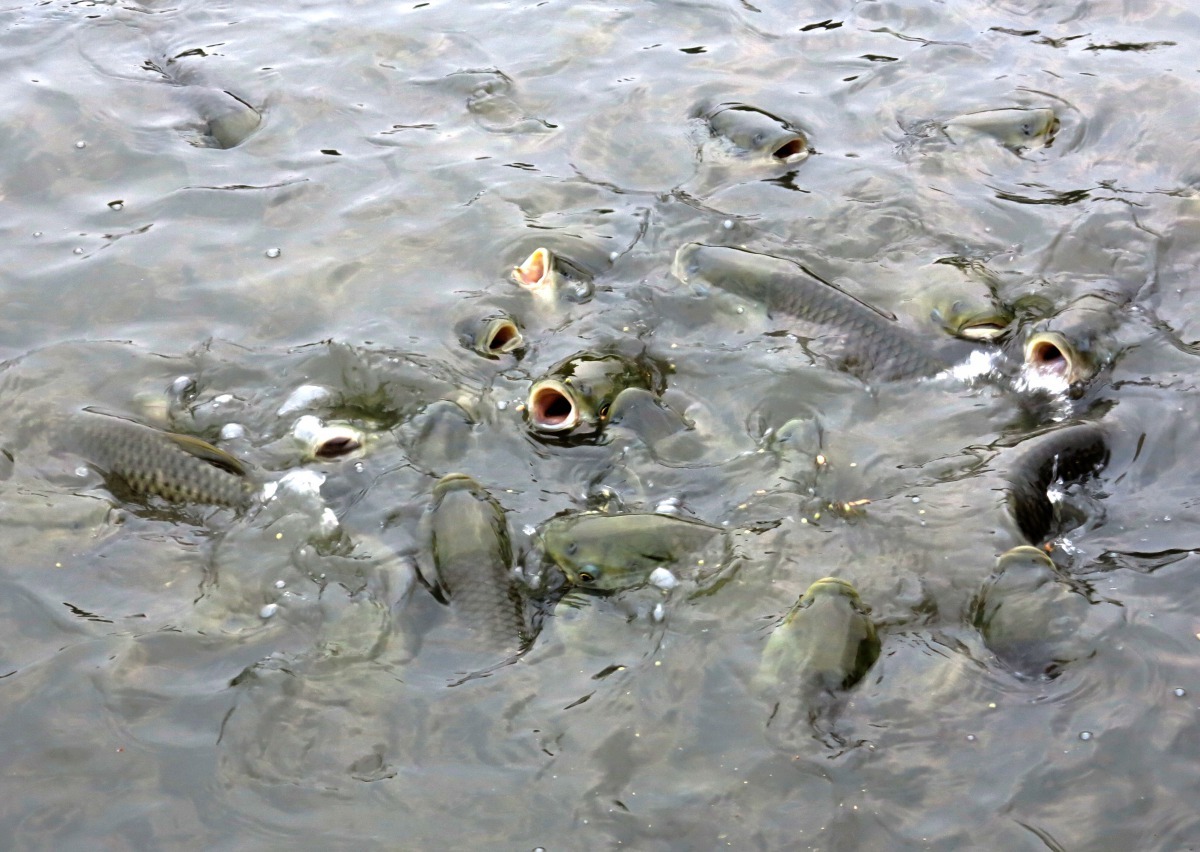 鰱魚、草魚與青魚都屬於鯉科，較能耐過台灣的寒流。高維奇/攝