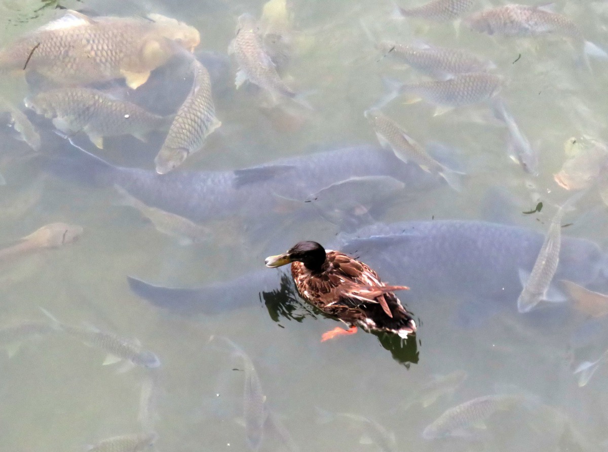 國立台灣歷博物館滯洪池放養的青魚，體長已近1米，成為池中巨無霸。高維奇/攝