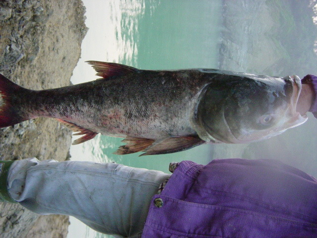 水庫最常見的工作魚是鰱魚，這是從曾文水庫釣上來的鰱魚。高維奇/攝
