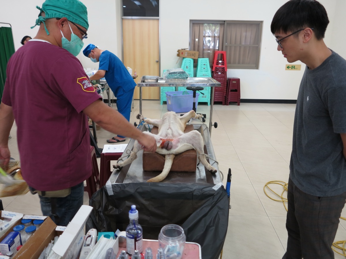 蔡宗翰神情專注觀看公狗結紮過程。高維奇/攝