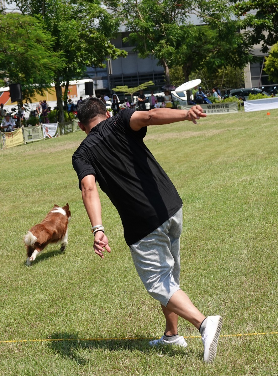 2019台灣飛盤狗協會夏季賽,9月8日在台南市永華市政中心廣場舉行。高維奇/攝