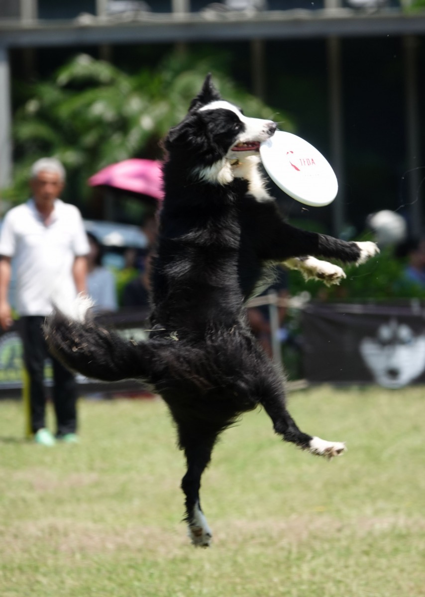 狗跳躍接住飛盤的瞬間充滿力與美。高維奇/攝