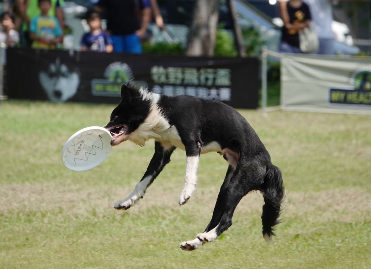 人與狗必須默契十足才能有完美演出。 高維奇/攝