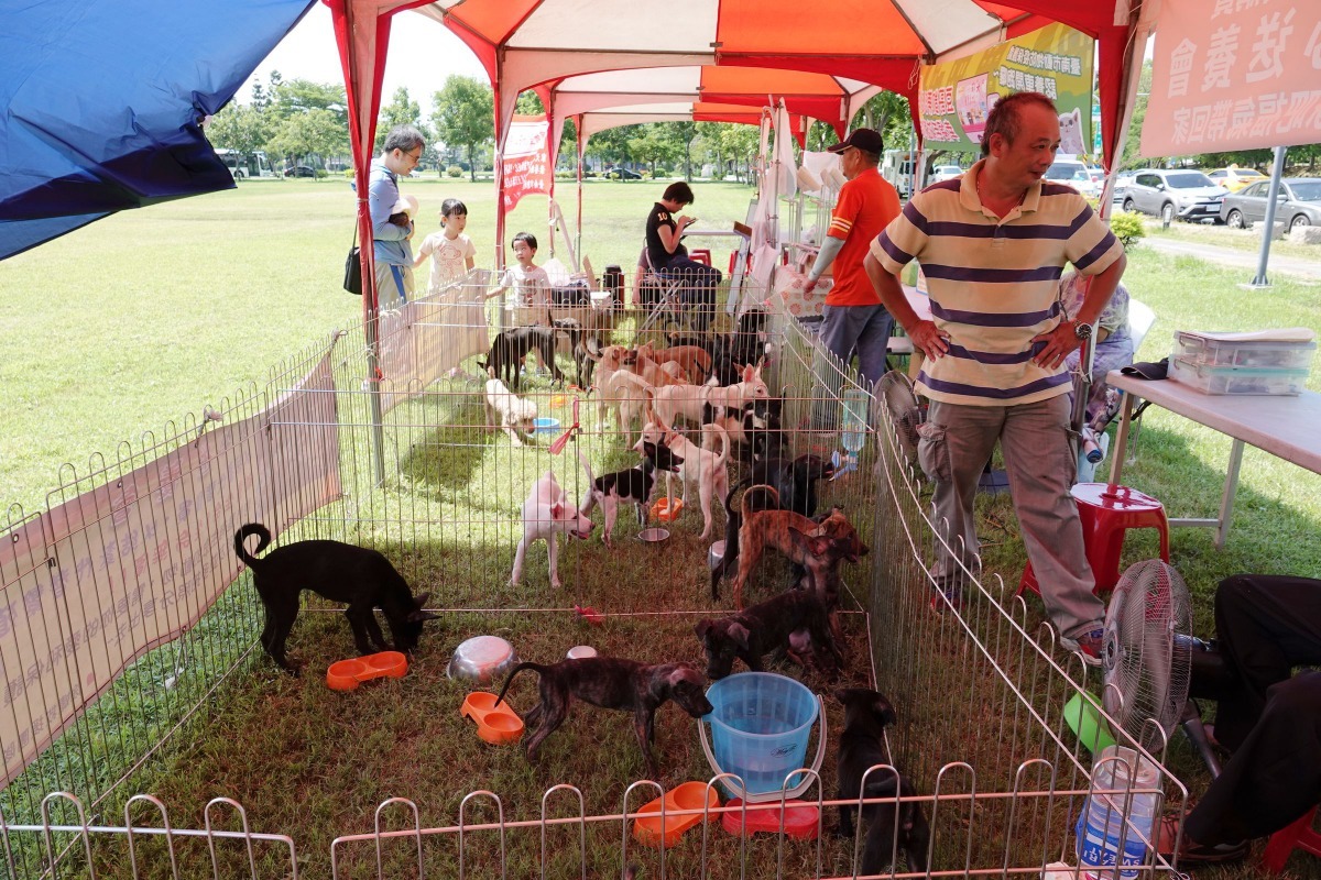 台南市動保處在比賽場設流浪狗認養攤位,準備15隻可愛的幼犬等待新主人。高維奇/攝