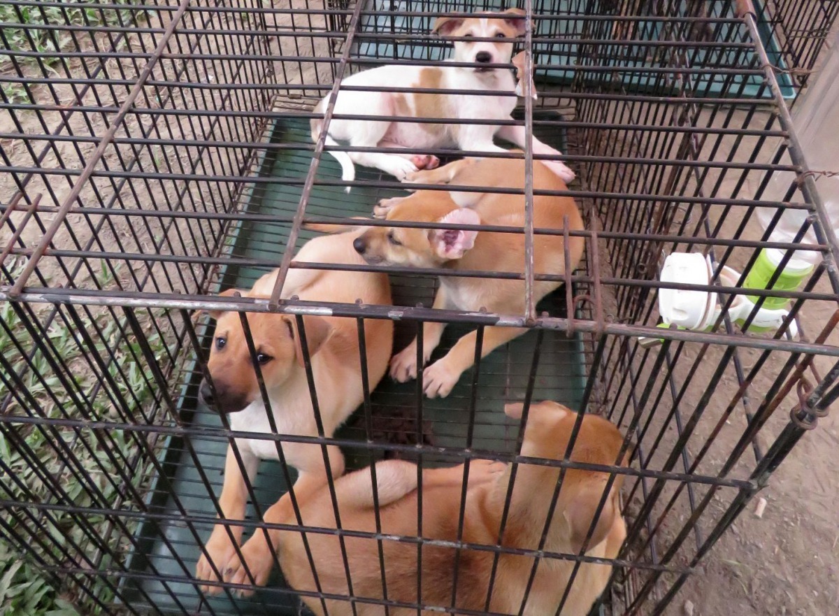 可愛的幼犬很容易讓人一時衝動認養。高維奇／攝