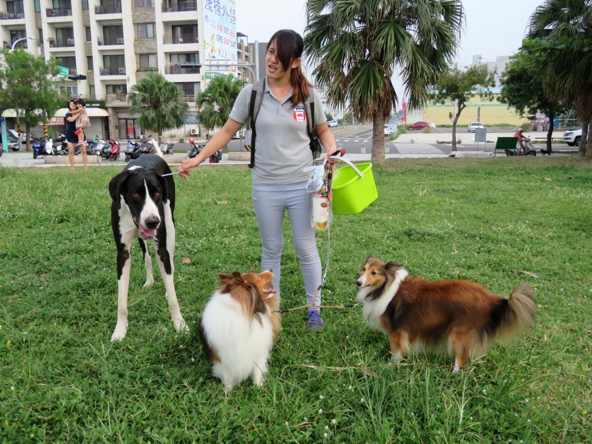 蒙純郁兩隻喜樂蒂及一隻高大的大丹犬養得健康漂亮。高維奇/攝