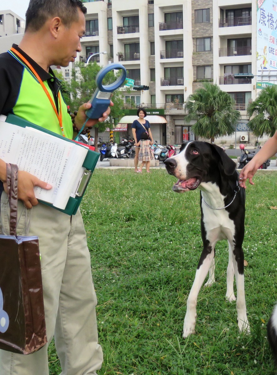 動保稽查員看到大丹，手上的晶片掃描器一開始不敢伸過去。高維奇/攝