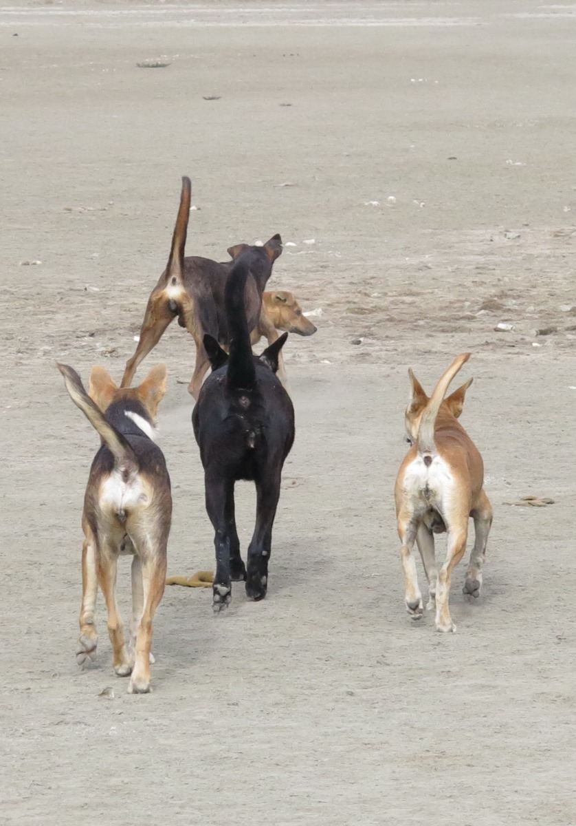 鄉下地區許多家犬採放任遊蕩方式飼養。高維奇/攝
