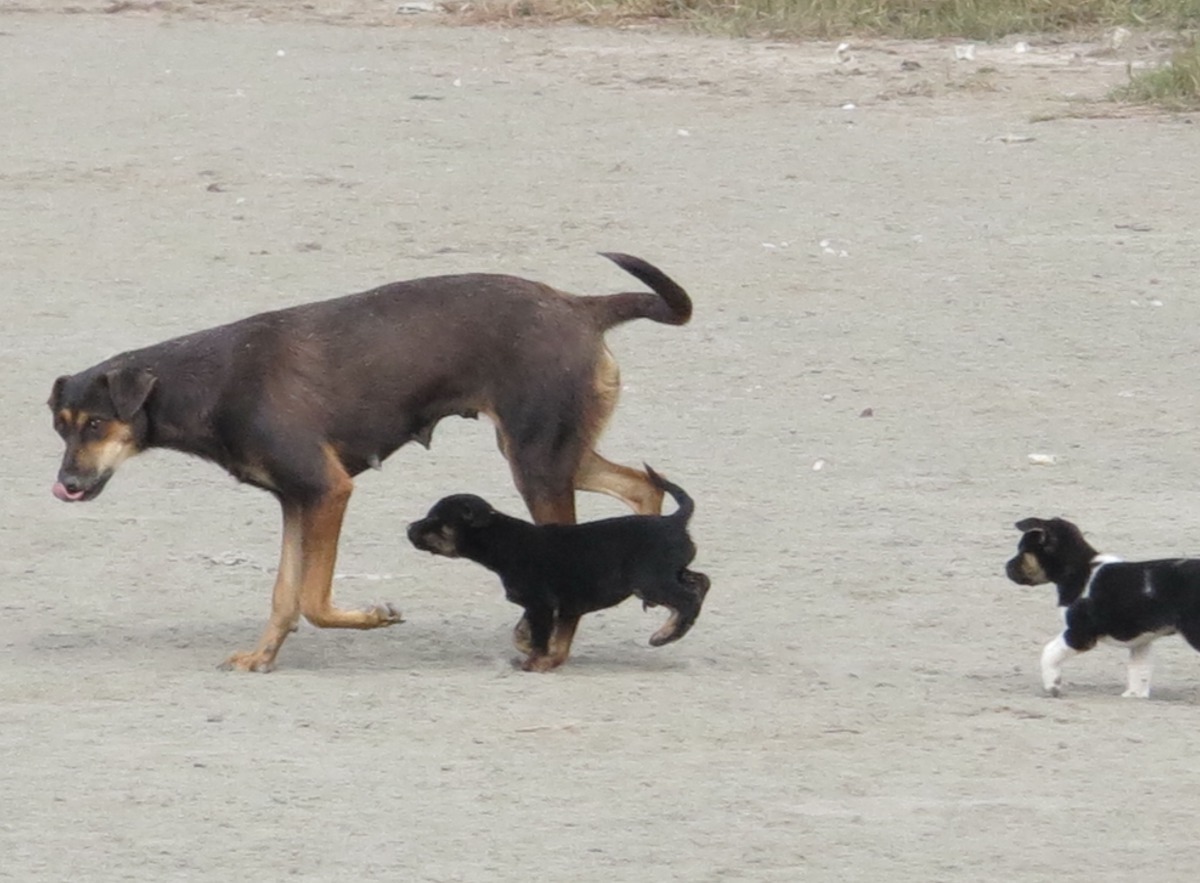 犬隻不結紮是流浪狗源源不絕的主因。高維奇/攝