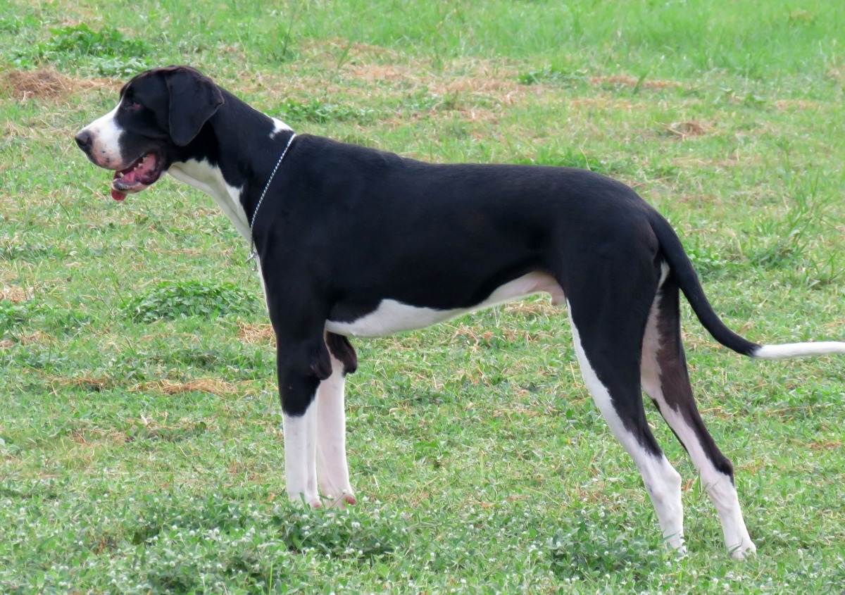 台灣住宅面積普不大，要養好大丹狗是一大挑戰。高維奇/攝