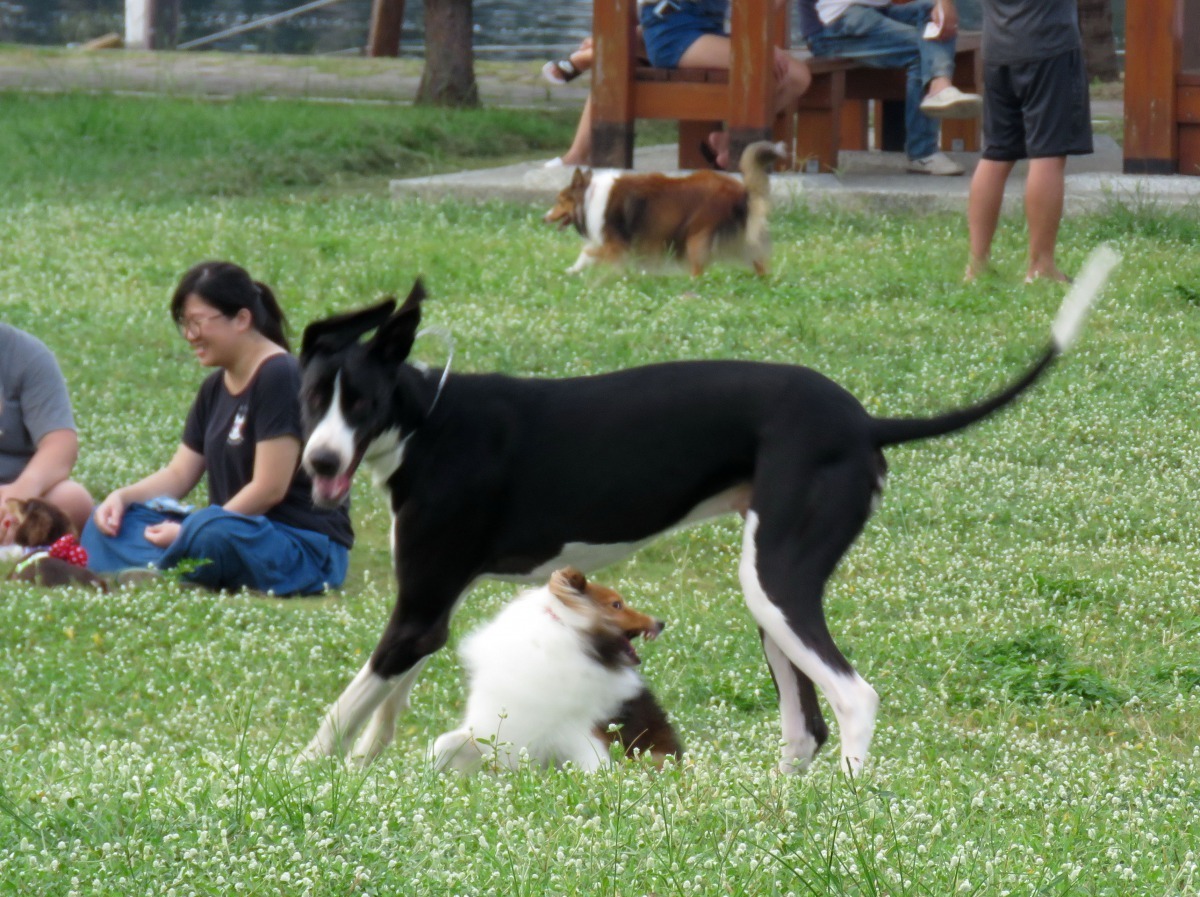 看喜樂蒂、大丹三兄弟追逐奔跑非常有趣。高維奇/攝