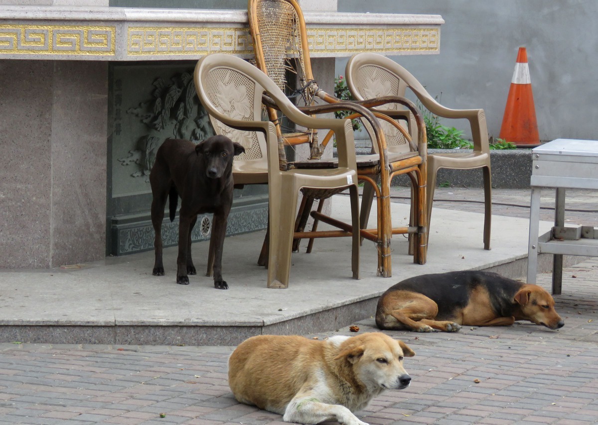 霸王寒流來襲時,流浪狗聚集在廟宇的金爐旁取暖。高維奇/攝