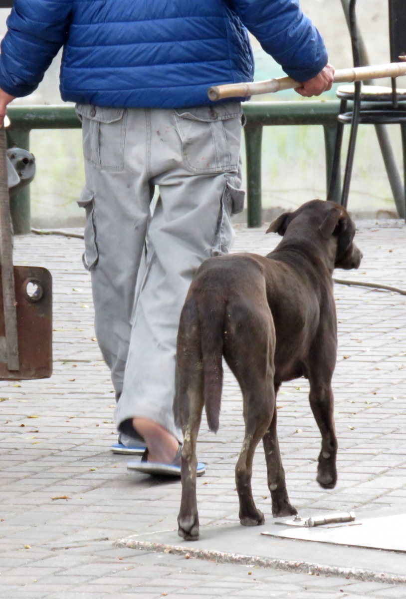 在廟埕聚集的流浪狗成為民眾的陪伴犬。高維奇/攝