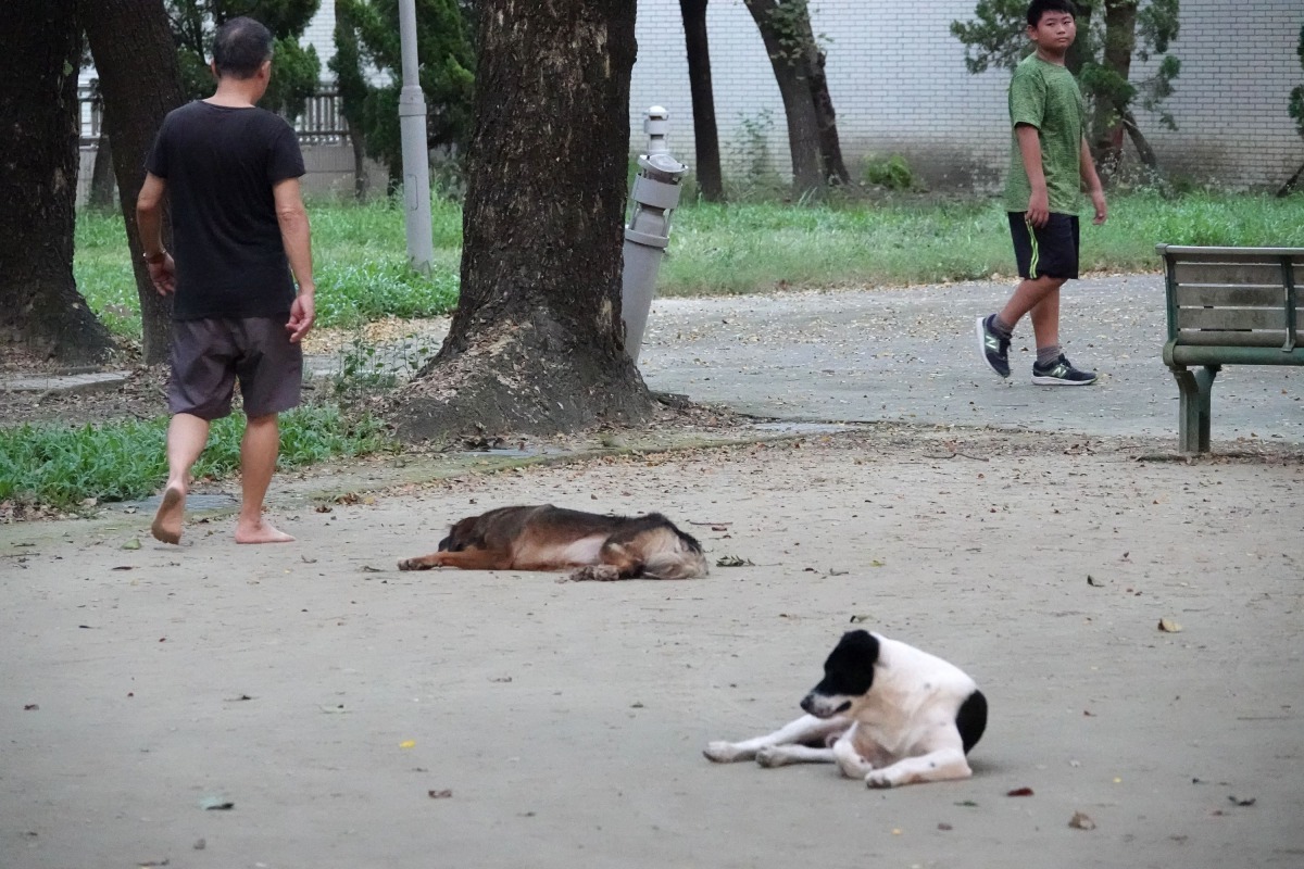 新化體育場聚集的流浪狗。高維奇/攝
