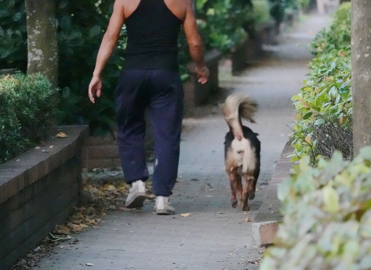 流浪狗和民眾一起在南圳綠堤健行散步。高維奇/攝