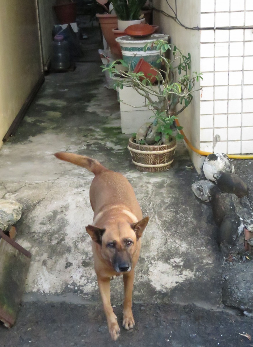 看似家犬卻無人伴同的犬隻,也都視同遊蕩犬隻。高維奇/攝