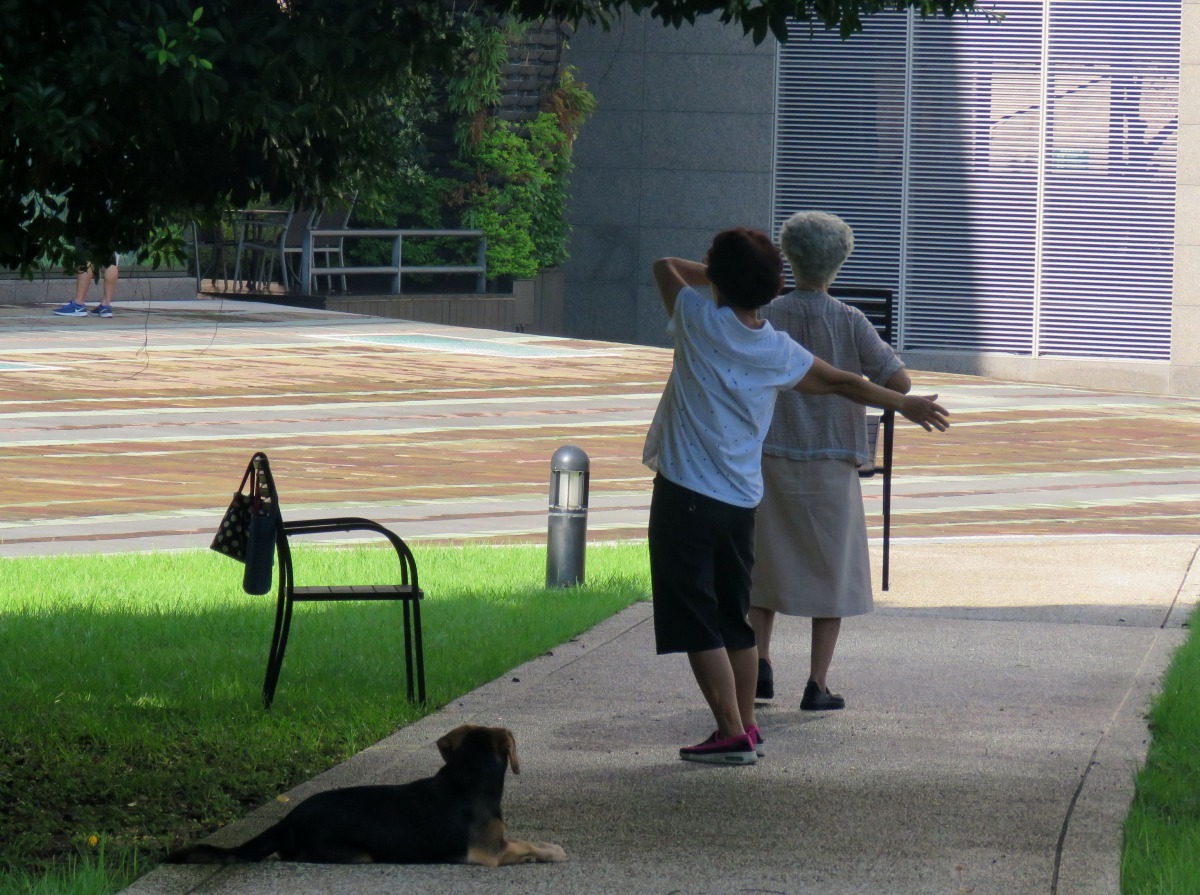 在公園常見老人家帶著愛犬活動筋骨。高維奇/攝