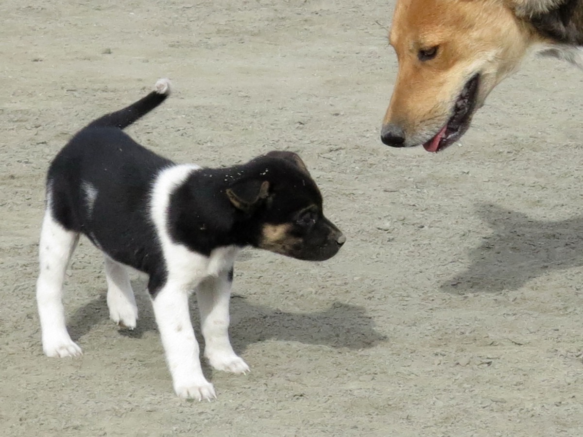 絕育對減少流浪狗的成效如何,需要有精確的調查數據。高維奇/攝