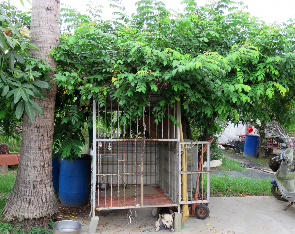 蔡登雲的「綠建築」狗屋讓狗得以清涼度過炎夏。高維奇/攝