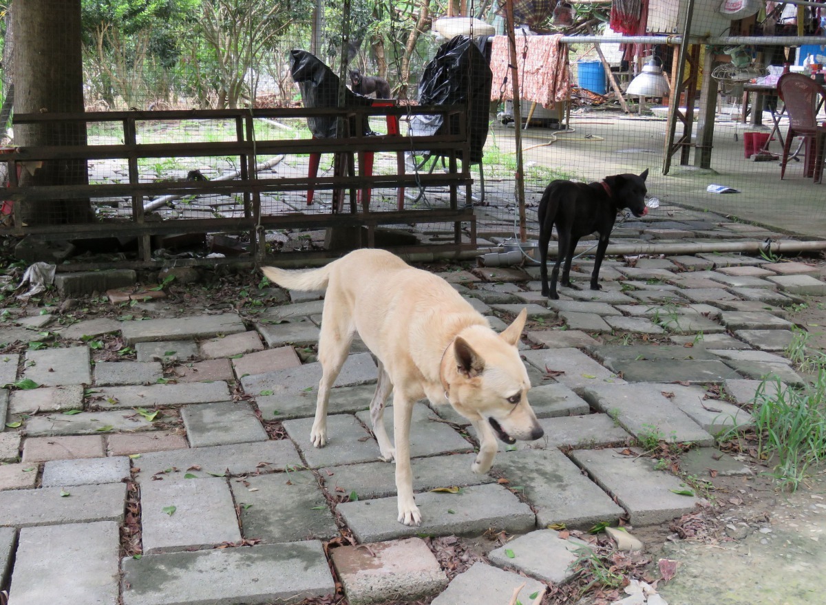 狗來富專案代養家庭的犬隻在樹蔭下生活，免除熱烤之苦。高維奇/攝