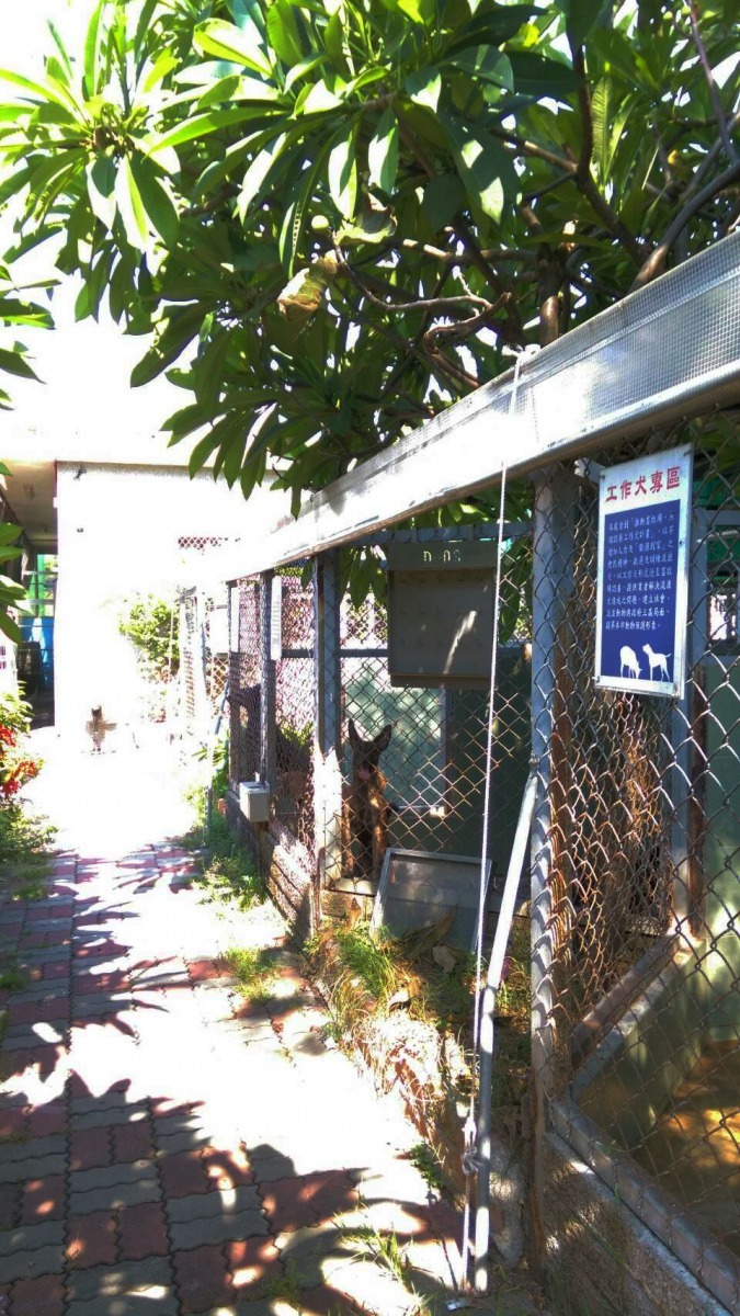 台南市灣裡收容所認養區栽種樹木遮蔽酷熱太陽。高維奇/攝