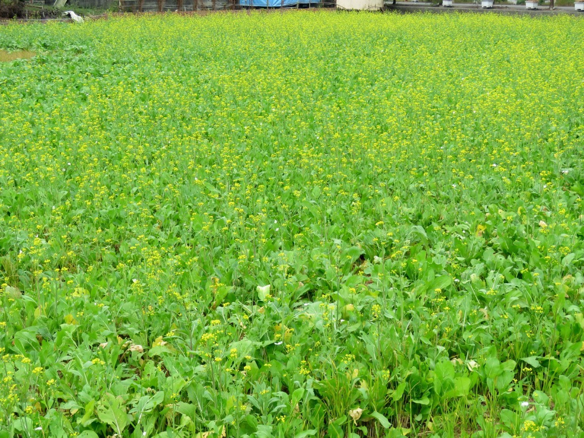 冬天種植油菜花的農田招蜂引蝶生機盎然。高維奇/攝