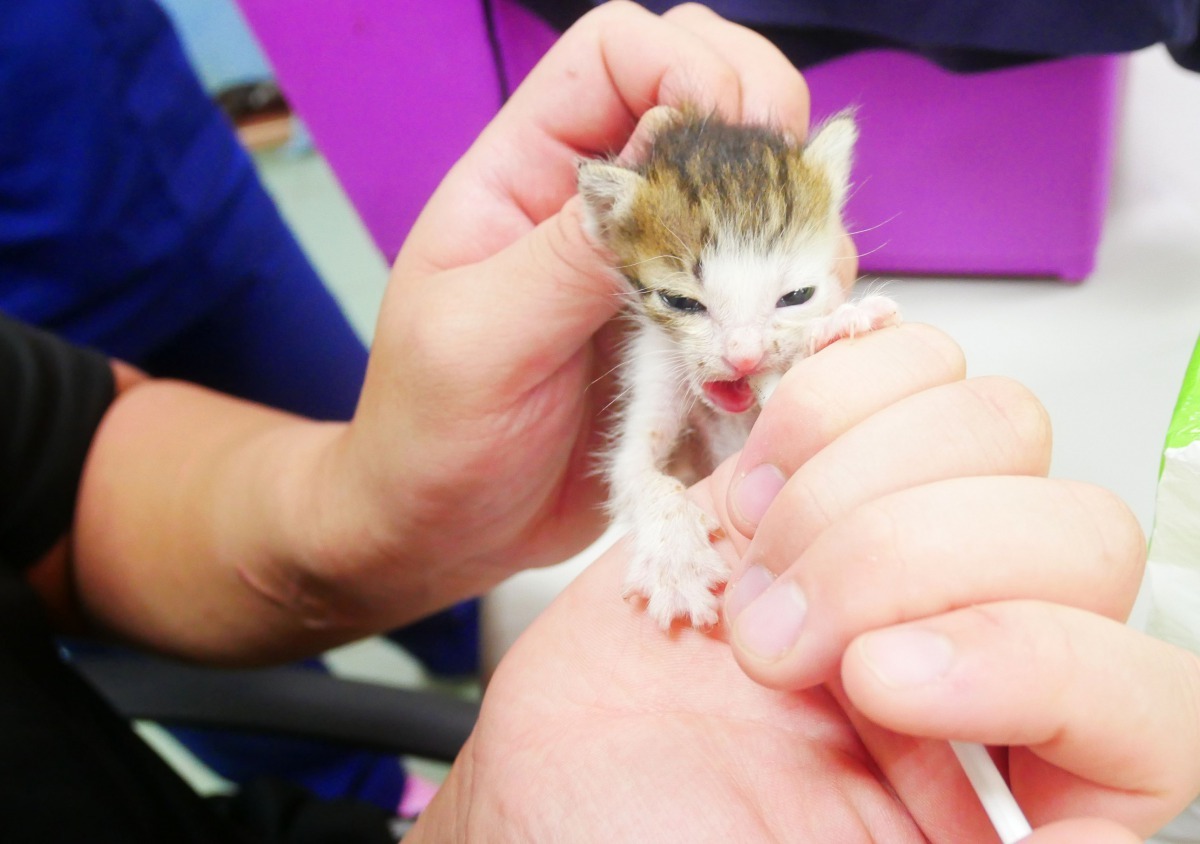 哺育未離乳幼貓尤其需要志工協助。高維奇/攝