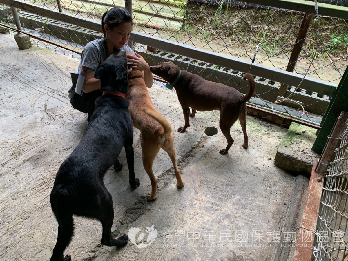 動保志工服務公益,自己也學到照顧自家毛小孩的方法,一舉兩得。圖/中華民國保護動物協會提供