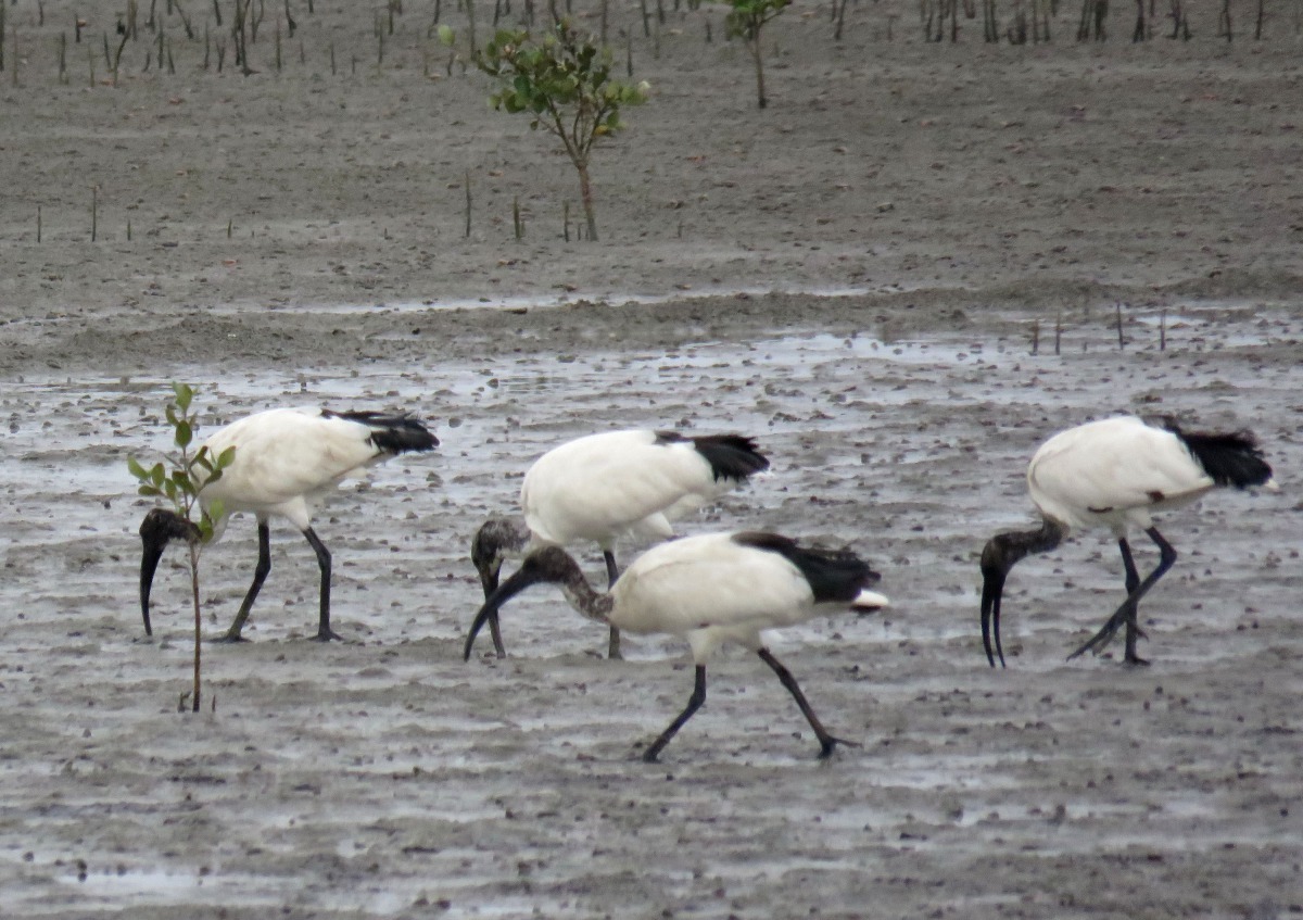 外來種及聖䴉在台灣已成為強勢族群。高維奇/攝