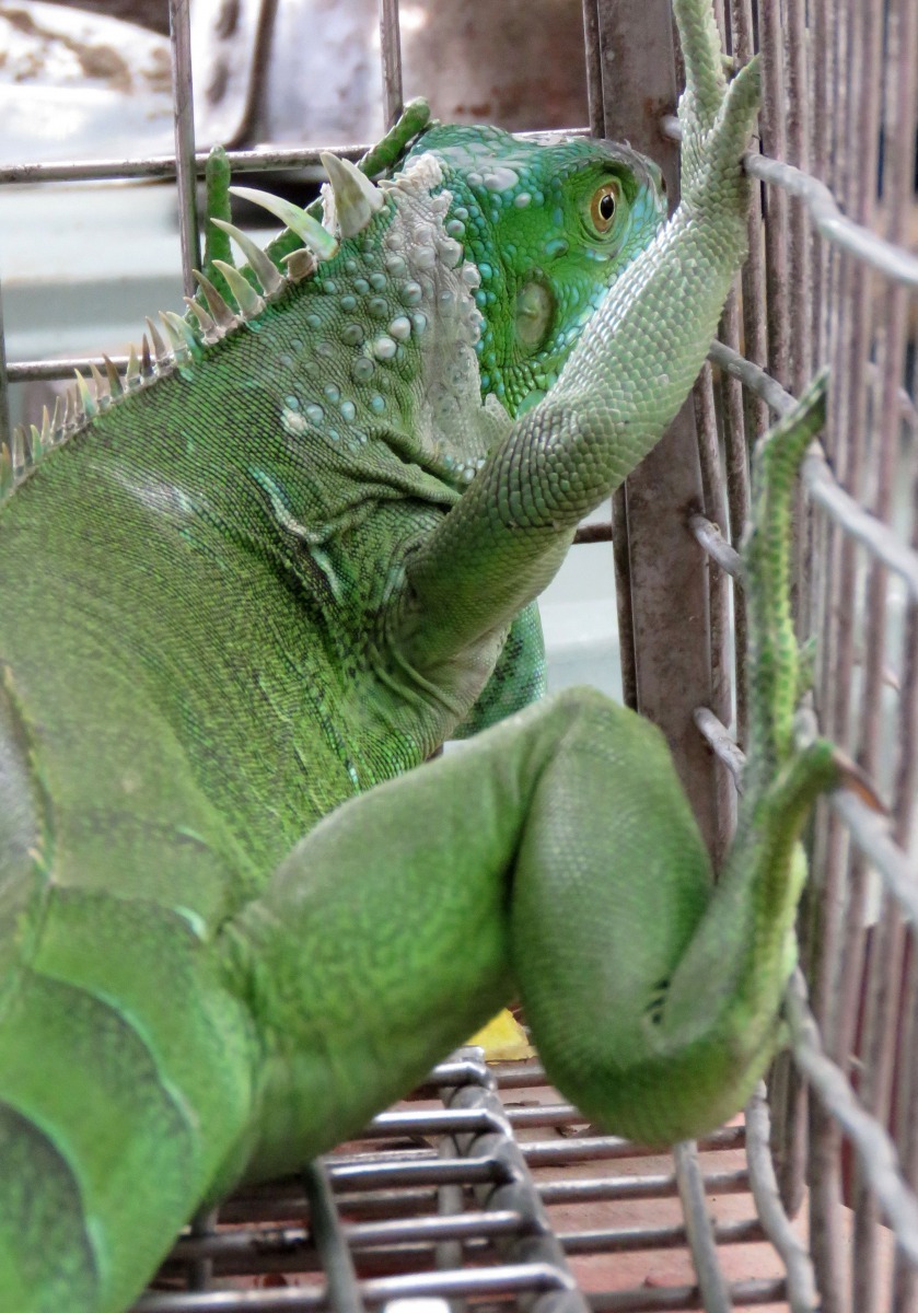 野生綠鬣蜥常被民眾捕獲。高維奇/攝