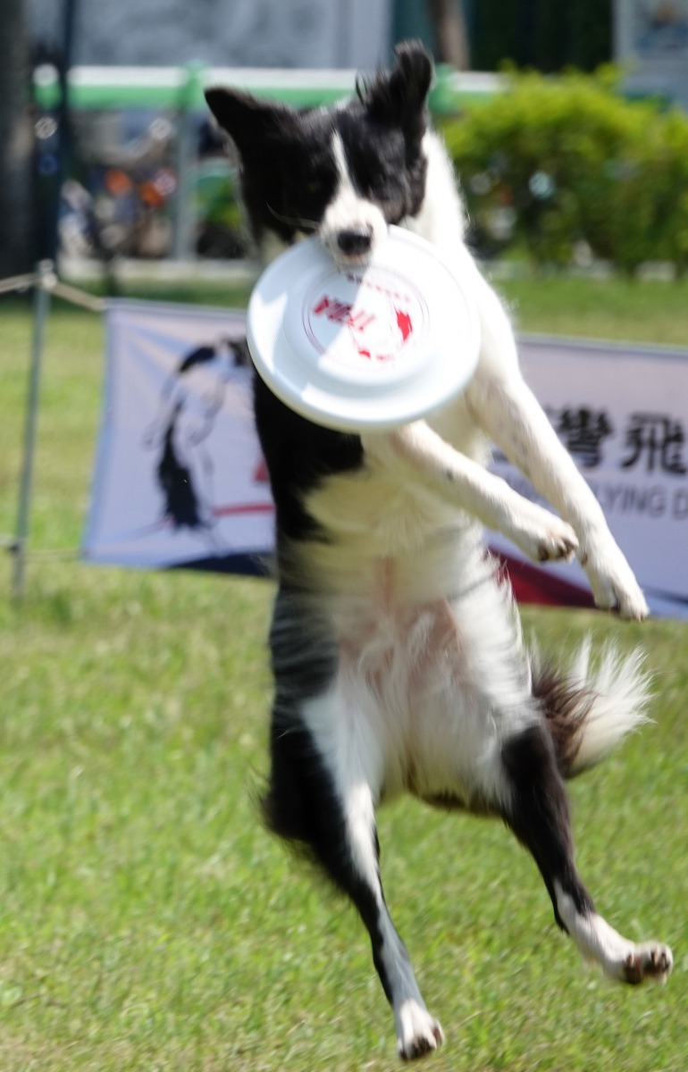 能上場比賽並獲佳績的選手犬，都是主人精心調教的成果。 高維奇／攝