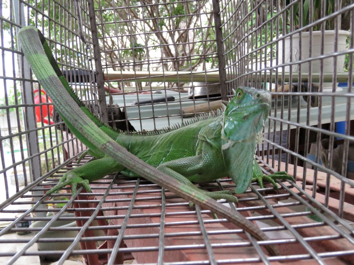 綠鬣蜥修長的尾巴乍看之下以為是蛇,很多人被嚇到。高維奇/攝