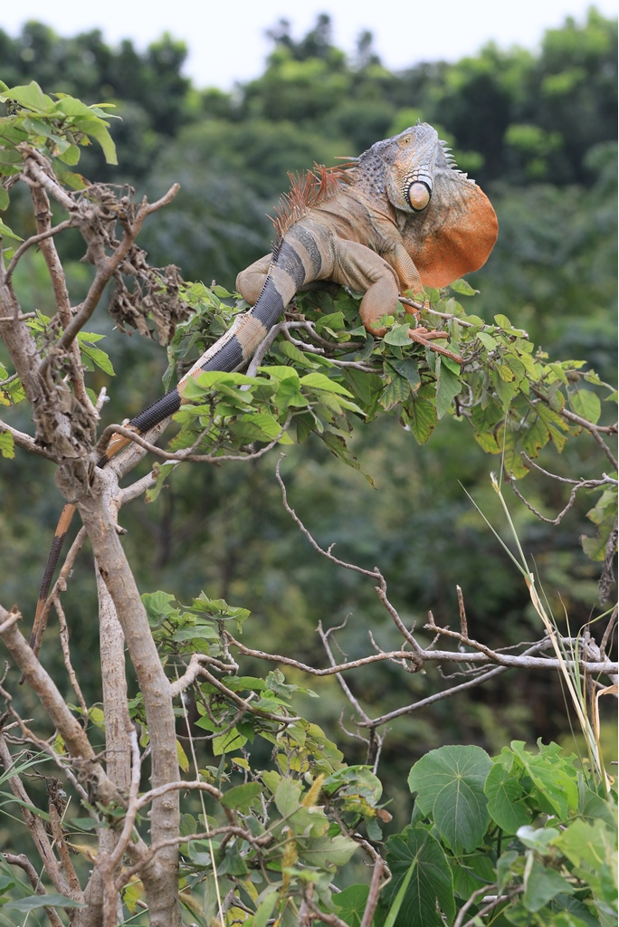 目前台南市綠鬣蜥族群主要分布於仁德區三爺宮溪流域。圖/台南市政府農業局提供