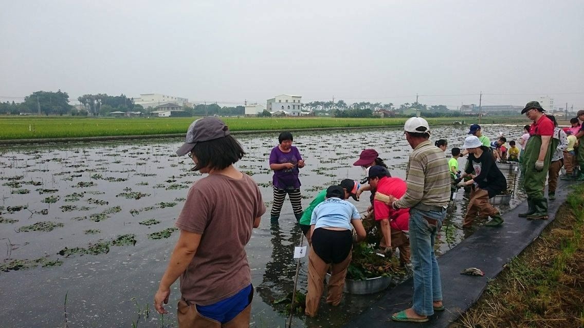 陶明珍讓民眾下田種菱角，宣導友善耕作。水雉生態教育園區/提供