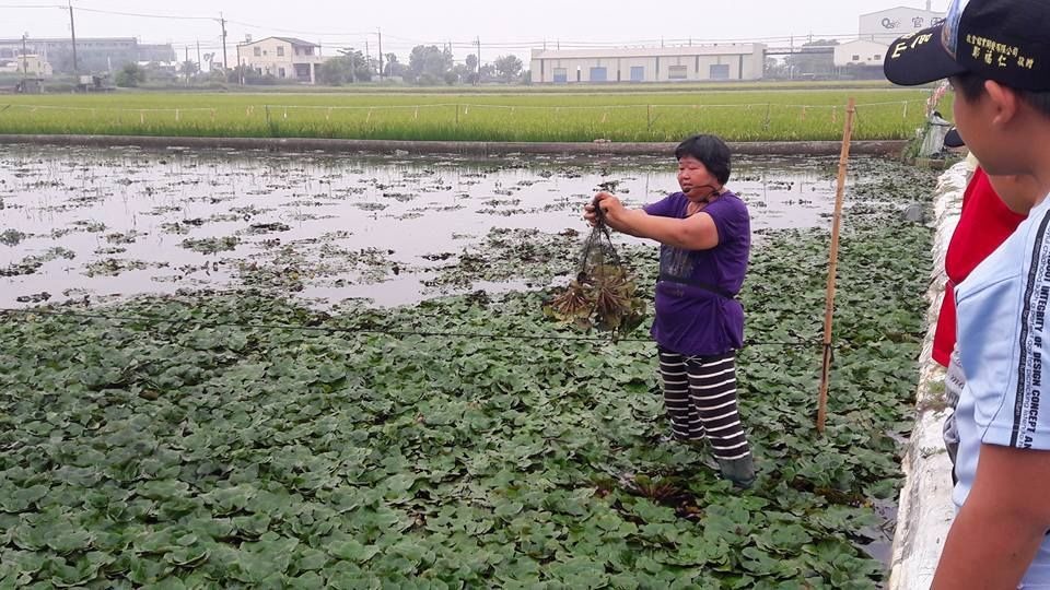 陶明珍(手持菱角者)今年首度將自家的菱角田採用友善耕種。水雉生態教育園區/提供