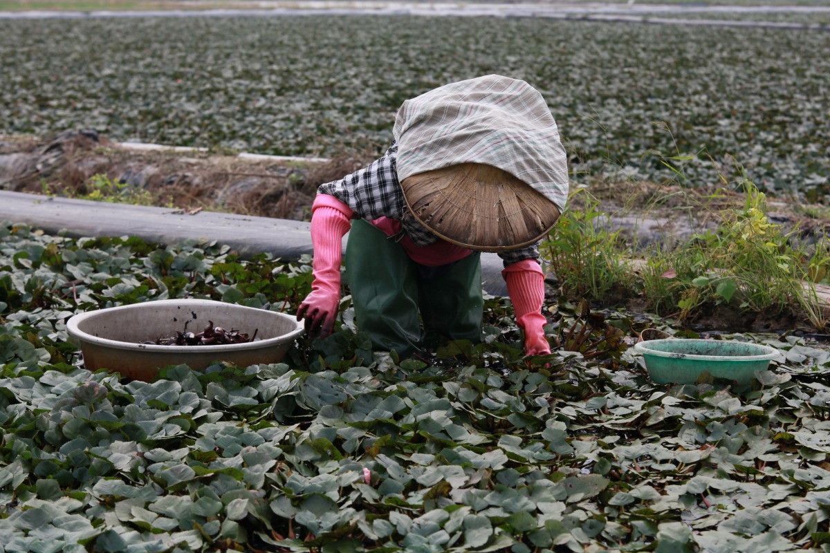 菱角田最適合水雉棲息覓食，許多種菱角的農民也加入復育水雉的行列。高維奇/攝
