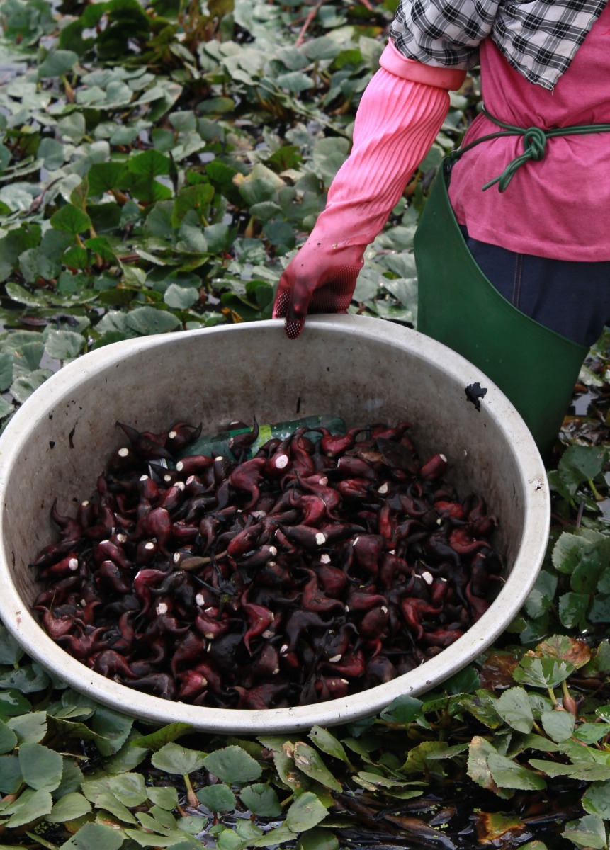 水雉生態教育園區輔導農民友善耕作取得綠保標章，並協助行銷菱角。 高維奇/攝