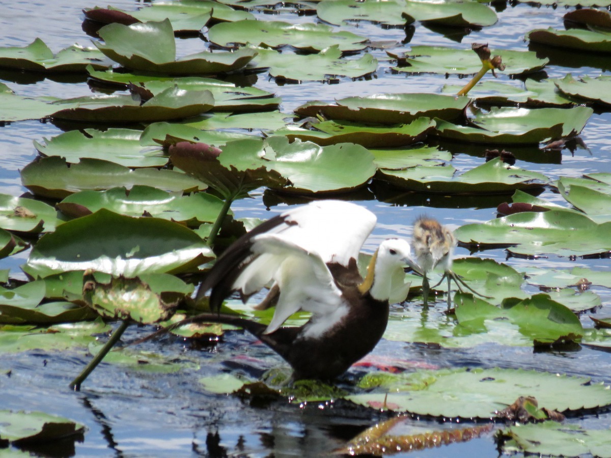 水雉喜愛活動在有浮葉植物的水澤地區，因而有「葉行者」的稱號。高維奇/攝