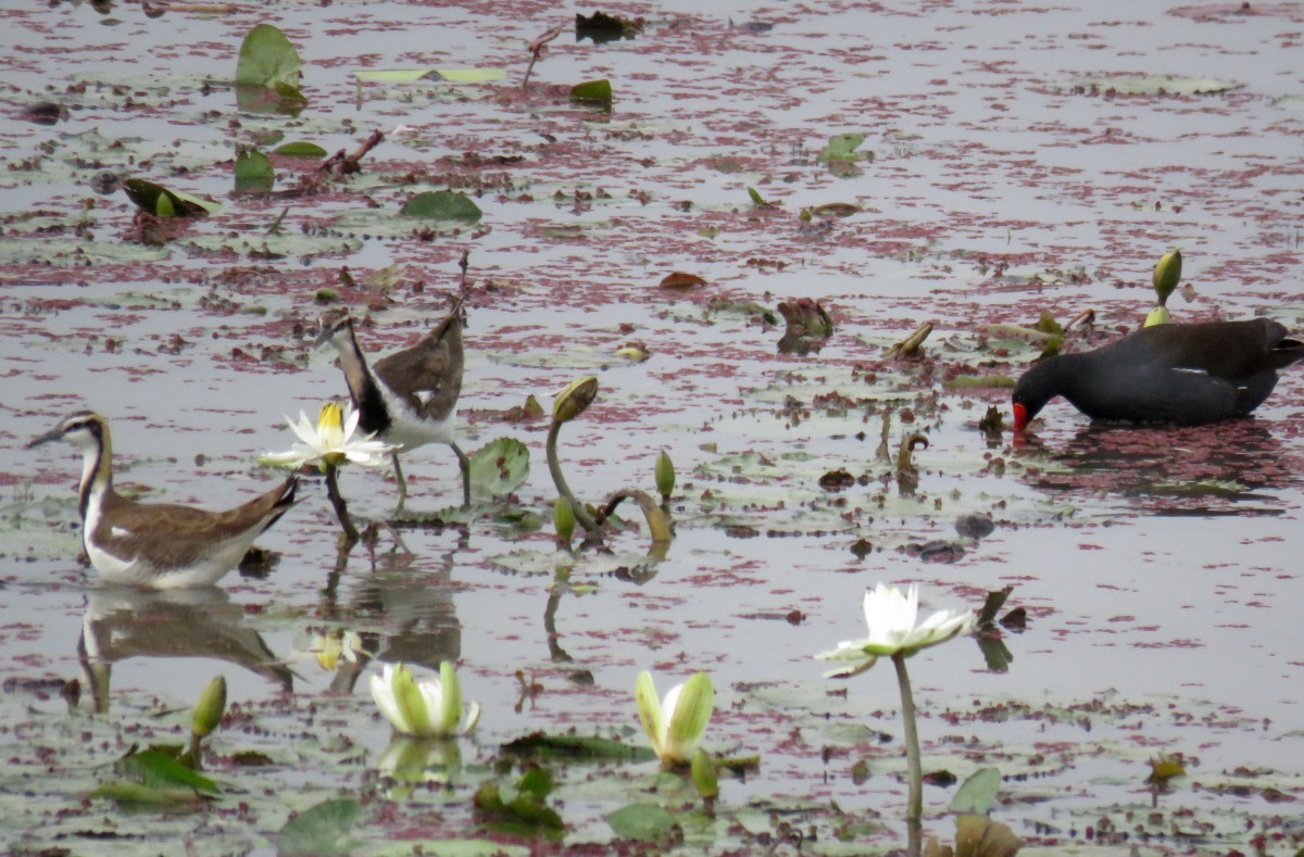 水雉生態教育園區除可以觀賞水雉外，還有其他水鳥棲息。高維奇/攝