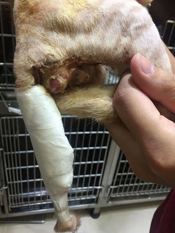 遭17歲少年虐待的貓送醫救治。圖/台南市動保處提供