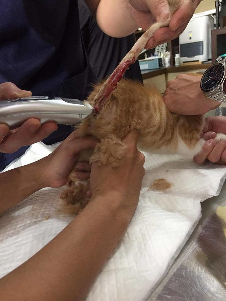 受虐貓傷勢嚴重，飼主報警處理。圖/台南市動保處提供