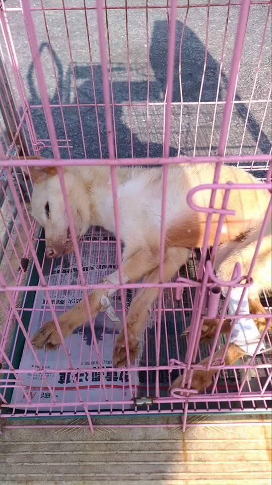 這隻狗因飼主疏於餵養身體極度虛弱，被發現送醫仍無法救活。圖/台南市動保處提供