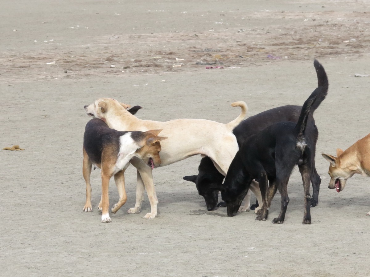 TNVR只是權宜措施，不能視為常態。 高維奇/攝