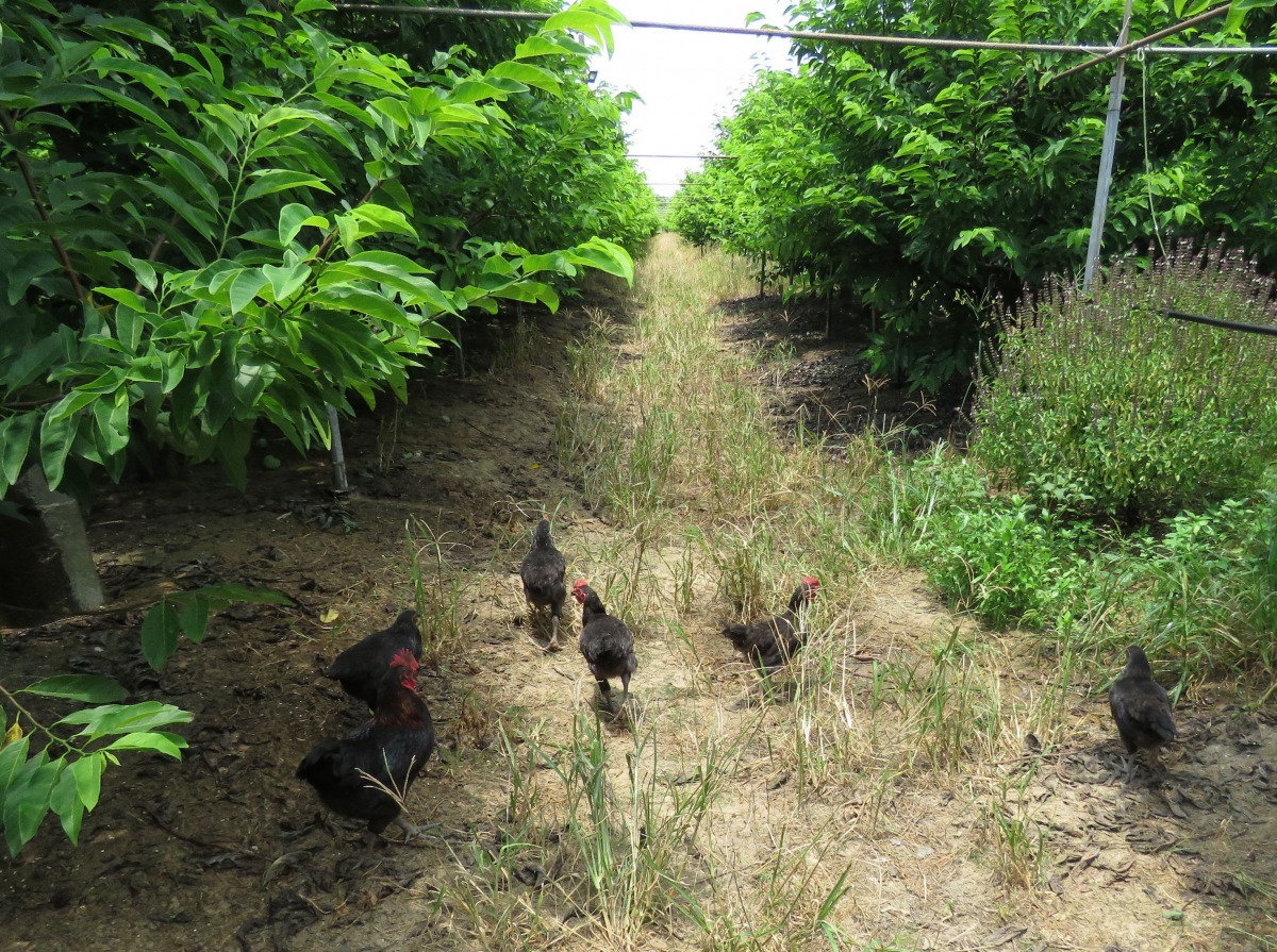 city’super,承諾2025年在台灣、香港、中國大陸只出售「放養」和「自由放牧」雞蛋。示意圖 台灣動物新聞網資料畫面 高維奇/攝