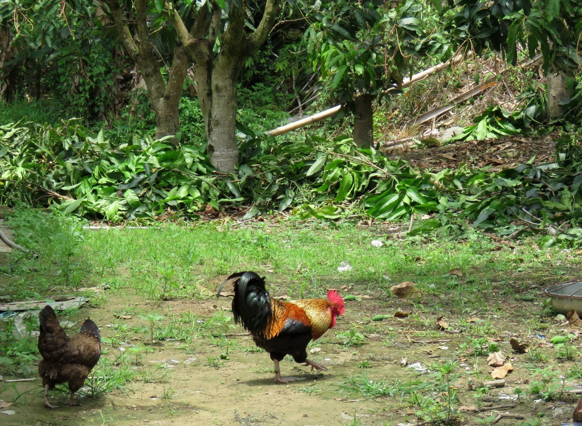 古早雞不設圍欄，雞可能走到別人家的果園覓食。 高維奇/攝